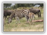 Zeb_17 - Zebra - every Zebra has a different set of strips on his backside so that the young can identify Mom