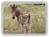 Zeb_18 - a young Zebra